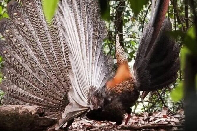 Bukit Lawang Jungle Trek Sumatran Safari - Why This Tour Offers Great Value