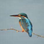 Bundala National Park Birds Watching Safari Tour - The Sum Up