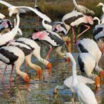 Bundala National Park : Safari Tour with Entrance tickets & Jeep - Who Should Book This Safari?