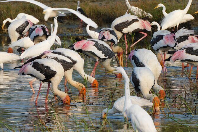 Bundala National Park : Safari Tour with Entrance tickets & Jeep - Who Should Book This Safari?