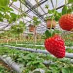 Cameron Highland Day-Trip from Kuala Lumpur - Detailed Review: The Cameron Highlands Day-Trip from Kuala Lumpur