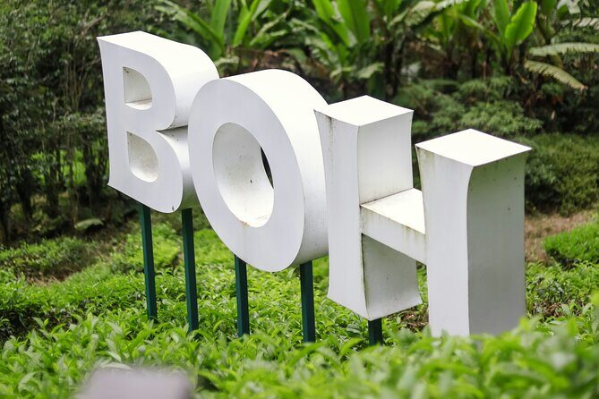 Cameron Highlands Day Tour from Ipoh with Mossy Forest - The Itinerary in Detail