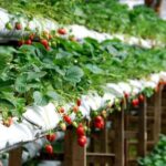 Cameron Highlands Day Tour From Kuala Lumpur 2025 - The Complete Experience: A Deep Dive