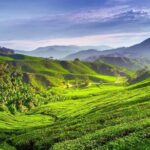 Cameron Highlands Day Trip - A Deep Dive into the Cameron Highlands Day Trip