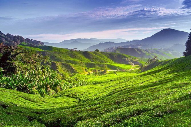 Cameron Highlands Day Trip - A Deep Dive into the Cameron Highlands Day Trip