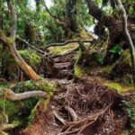 Cameron Highlands: Nature's Wonder Amazing Rafflesia Explorer - Who Should Consider This Tour?