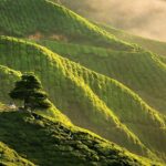 Cameron Highlands Private Day Tour from Kuala Lumpur - Who Is This Tour Best For?