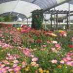 Cameron Highlands Sightseing Tour - Frequently Asked Questions