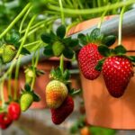 Cameron Highlands Tour From Kuala Lumpur (Private Tour) - FAQ