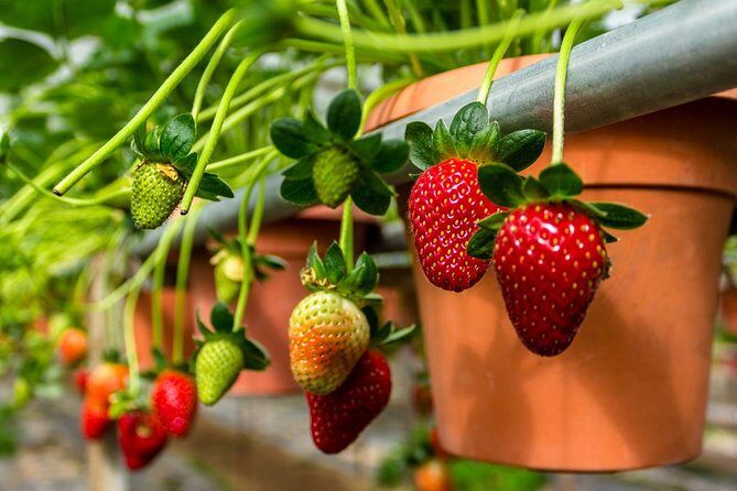 Cameron Highlands Tour From Kuala Lumpur (Private Tour) - FAQ