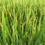 Can Tho Bike Tour - FAQ