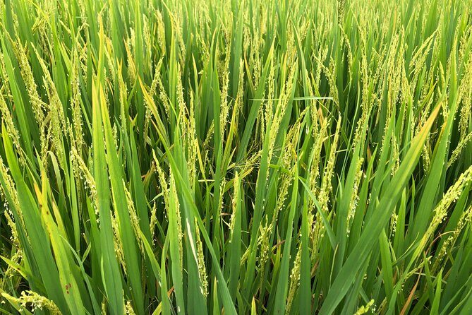 Can Tho Bike Tour - FAQ