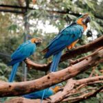 Cebu Safari Adventure - Final Thoughts: Why Choose Cebu Safari?