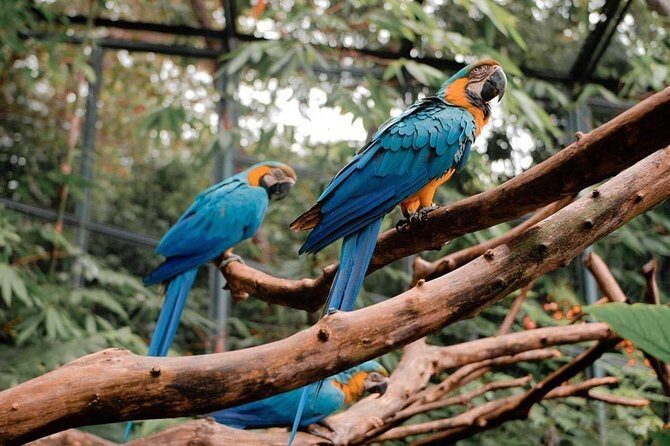 Cebu Safari Adventure - Final Thoughts: Why Choose Cebu Safari?