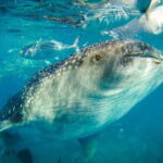 Cebu Whale Shark Swimming & Kawasan Canyoneering Group Tour - An In-Depth Look at the Tour Itself