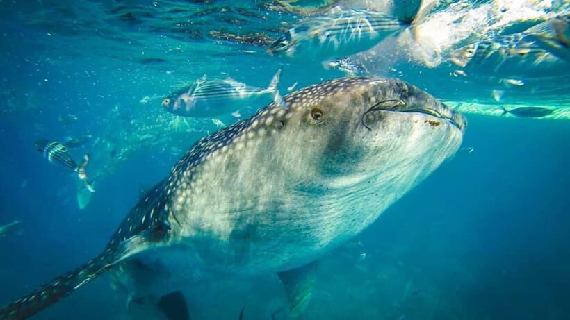Cebu Whale Shark Swimming & Kawasan Canyoneering Group Tour - An In-Depth Look at the Tour Itself