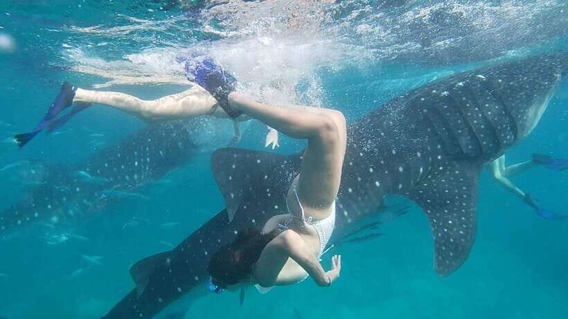 Cebu:WhaleShark Watching & Kawasan Canyoneering Private Tour - What Sets This Tour Apart