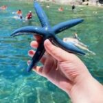 Cham Island: Experience Snorkeling and Lunch In A Day Tour - Snorkeling at Cham Islands Reefs