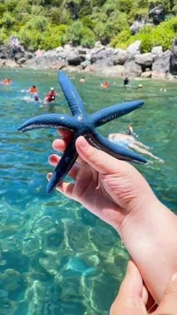 Cham Island: Experience Snorkeling and Lunch In A Day Tour - Snorkeling at Cham Islands Reefs