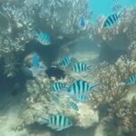 Cham Island Exploration Tour and Swimming with Local Guide - In-Depth Look at the Tour Experience