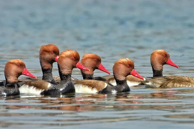 Chambal River Safari - Who Will Love This Experience?