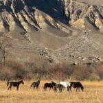 Charyn Canyon and Black Canyon 1 Day Private Tour - The Itinerary in Detail
