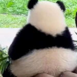 Chengdu: Giant Panda Base, Sanxingdui Museum, and Opera Tour - A Deep Dive into Chengdu’s Highlights