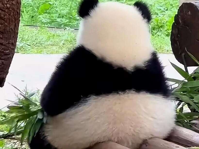 Chengdu: Giant Panda Base, Sanxingdui Museum, and Opera Tour - A Deep Dive into Chengdu’s Highlights