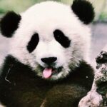 Chengdu Private Day Tour to Panda Base with Optional Volunteer - Frequently Asked Questions