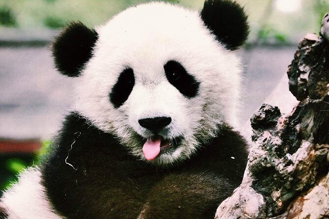 Chengdu Private Day Tour to Panda Base with Optional Volunteer - Frequently Asked Questions