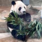 Chengdu: Three-Day Tour to Panda Base and Sanxingdui - Who Will Enjoy This Tour?