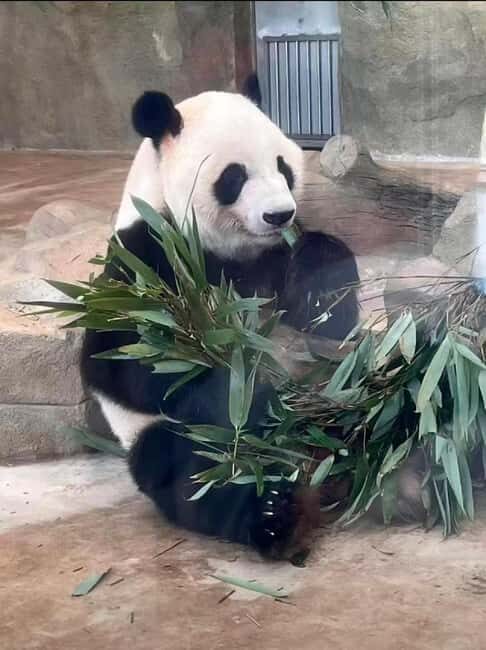 Chengdu: Three-Day Tour to Panda Base and Sanxingdui - Who Will Enjoy This Tour?