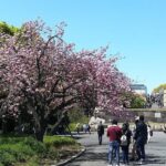 Cherry Blossom highlights, Asakusa, Ueno, Imperial Palace Garden - A Closer Look at the Itinerary