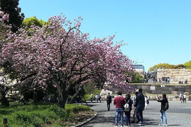 Cherry Blossom highlights, Asakusa, Ueno, Imperial Palace Garden - A Closer Look at the Itinerary