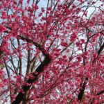 Cherry Blossom highlights, Asakusa, Ueno & Meiji shrine - Why This Tour Works Well