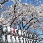 Cherry blossom highlights, Asakusa, Ueno, Yanaka - Exploring Tokyo’s Cherry Blossom and Old Town in Depth
