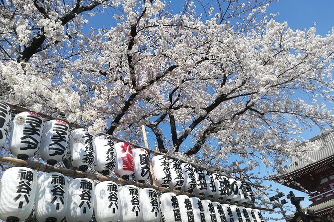 Cherry blossom highlights, Asakusa, Ueno, Yanaka - Exploring Tokyo’s Cherry Blossom and Old Town in Depth