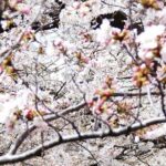 Cherry Blossom Private Tour - The Sum Up