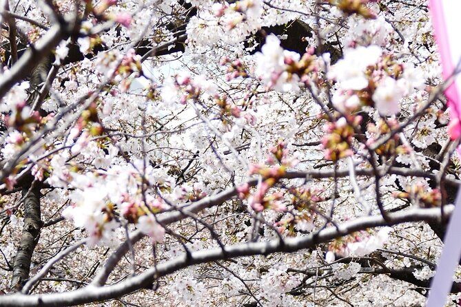 Cherry Blossom Private Tour - The Sum Up