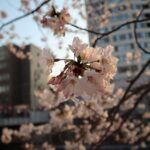 Cherry Blossom Viewing Tour at Meguro River with Authentic meal - A Balanced View: Pros and Cons