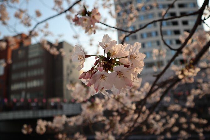 Cherry Blossom Viewing Tour at Meguro River with Authentic meal - A Balanced View: Pros and Cons