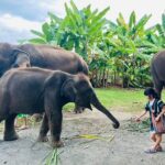 Chiang Mai Chapulin Elephant Care and Sticky Waterfall - The Optional Sticky Waterfall Adventure