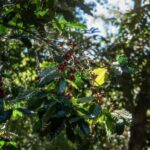 Chiang Mai : Thep Sadet & Coffee Plantation Full Day Hiking - Detailed Itinerary Breakdown