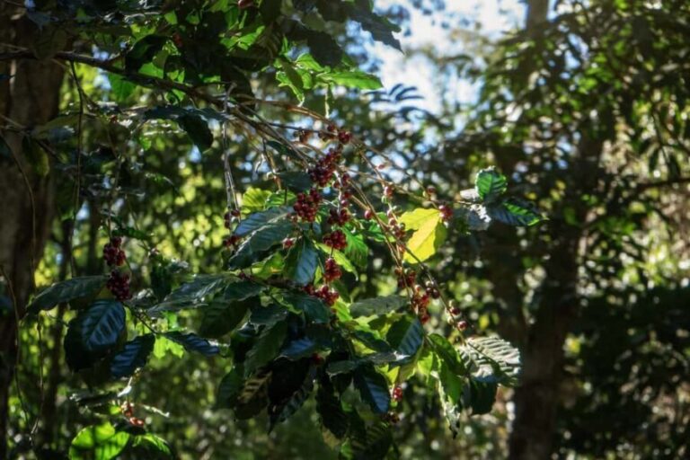 Chiang Mai : Thep Sadet & Coffee Plantation Full Day Hiking - Detailed Itinerary Breakdown