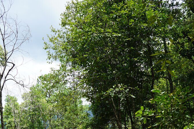 Chiang Mai Trekking Tour :Full day (no rafting) - The Experience in Detail