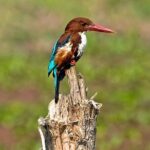 Chitwan 2 Nights All Inclusive Jungle Safari Tour - What Makes This Tour Stand Out?