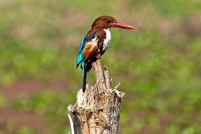 Chitwan 2 Nights All Inclusive Jungle Safari Tour - What Makes This Tour Stand Out?