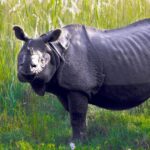 Chitwan Jungle Safari 3 Days- From Kathmandu or Pokhara - Exploring the Journey: What to Expect