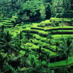 Coffee Plantation All Inclusive Ubud ATV, Rice Terrace with Lunch - A Detailed Look at the Tour Experience