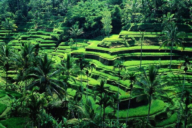 Coffee Plantation All Inclusive Ubud ATV, Rice Terrace with Lunch - A Detailed Look at the Tour Experience
